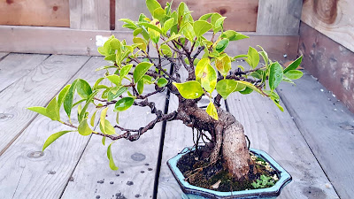 Aerial roots ficus microcarpa bonsai