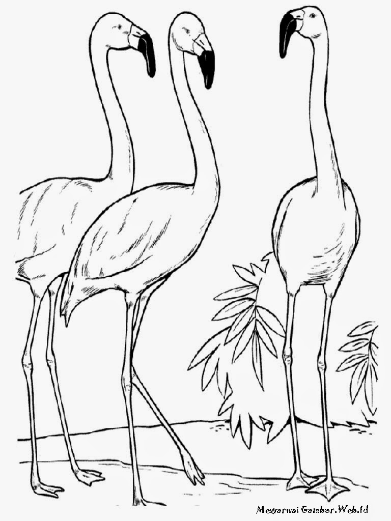 Mewarnai Gambar  Burung Flamingo Mewarnai Gambar 