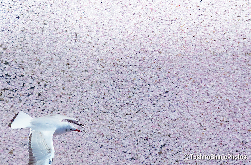 Yamasemi Web Blog 桜の終わりのお約束 花筏とユリカモメ Photographing Flower Raft And Seagull As Usual In The End Of Cherry Blossoms Season