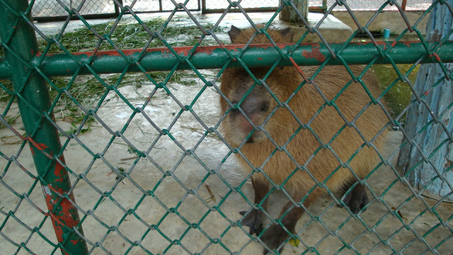 Sriracha Tiger Zoo