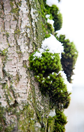 Snow on Sunday-4925