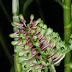 Dendrobium Smilliae