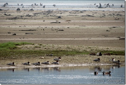 Mergansers, Wigeons, Mallards and Bald Eagles