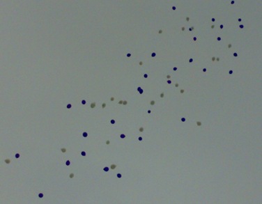 26072009453