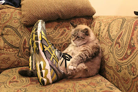 Funny cat pictures part 14, cat and shoes