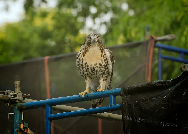 Tompkins Square red-tailed hawk fledgling