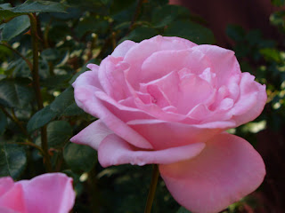 roses082