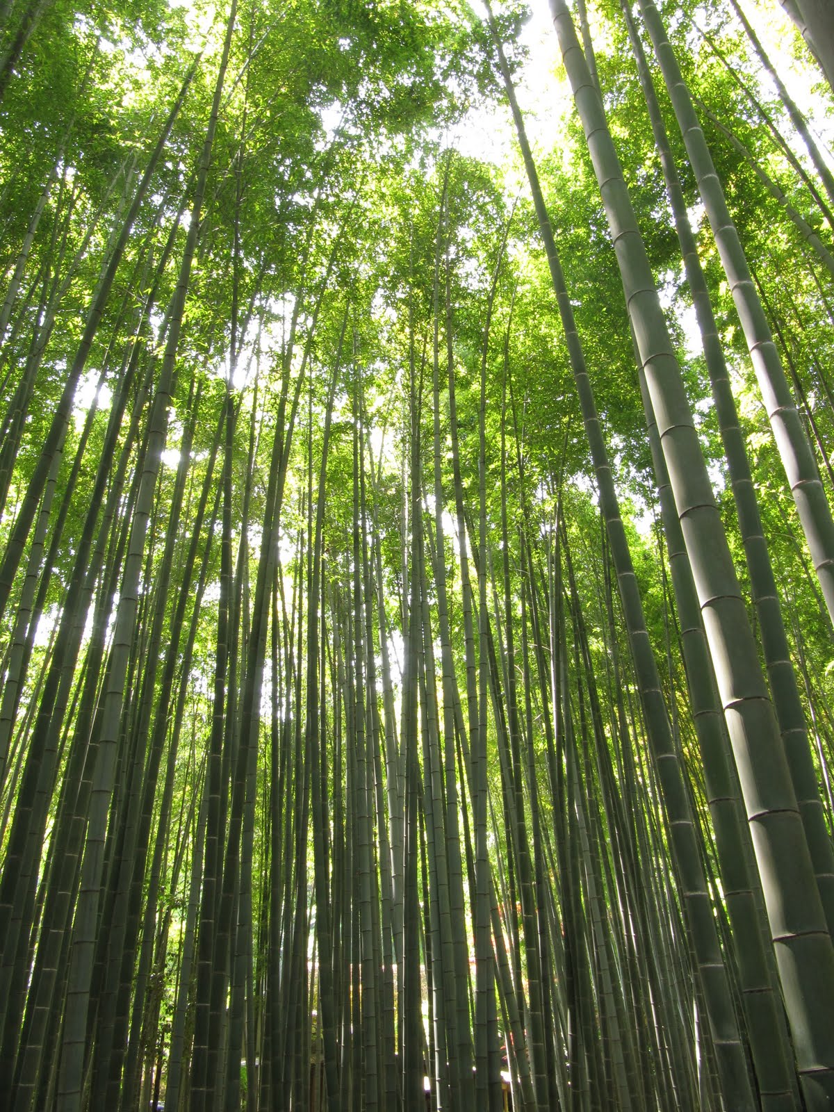 Being Under The Canopy Of A Bamboo Forest Is A Very Unique Experience
