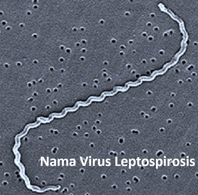 nama virus leptospirosis