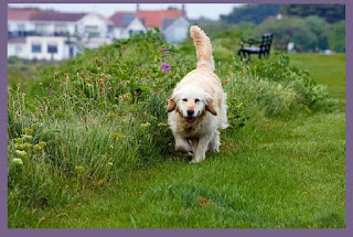 pictures of golden retriever dogs