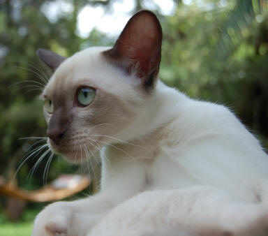 Tonkinese Canada Crossbreed