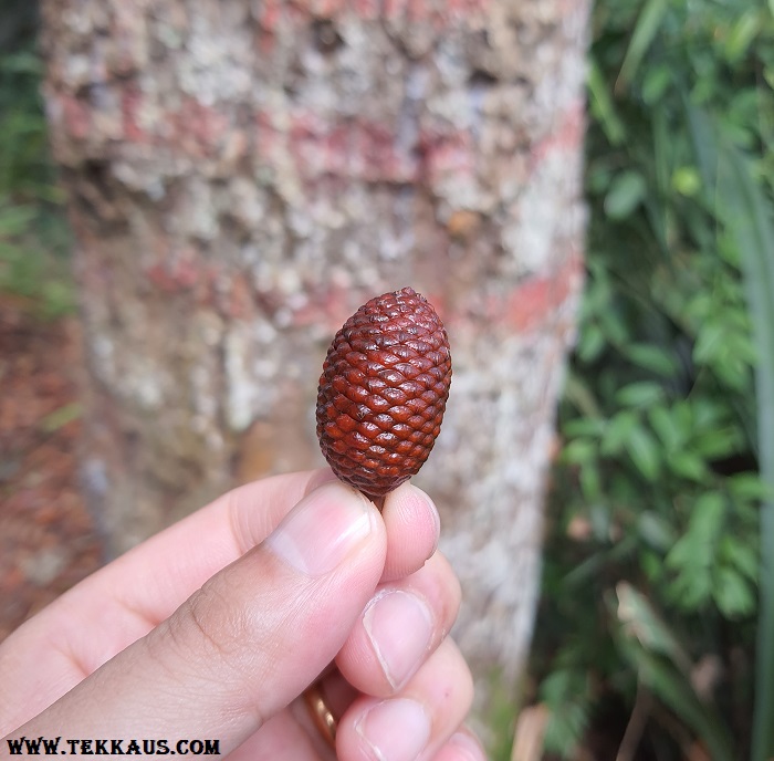 Buah Salak Snake Fruit