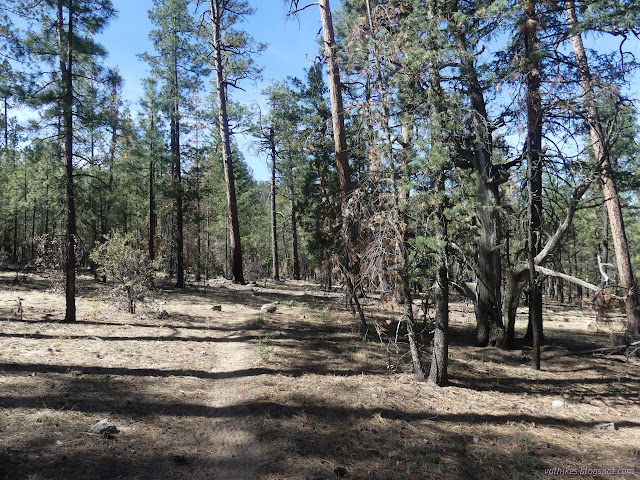 09: trees and trail