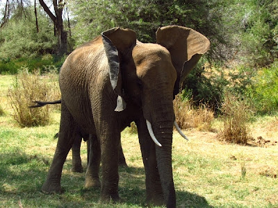 elefante, animal africa, animals africa, Kenya
