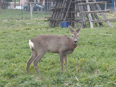 Lipnica Wielka, lokalna atrakcja, oswojona sarenka