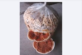 Mushroom Spawn Supplier In Latur