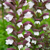 Bear's Breeches: Acanthus hungaricus 'White Lip'