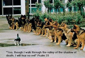 I shall not fear, cat picture, cat and dog