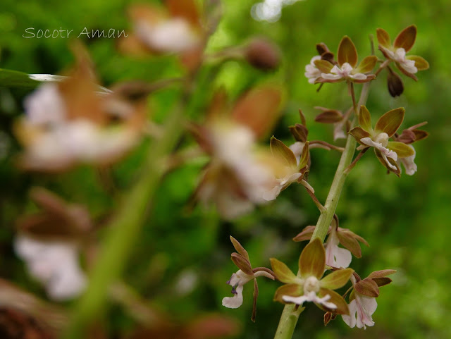 Calanthe discolor