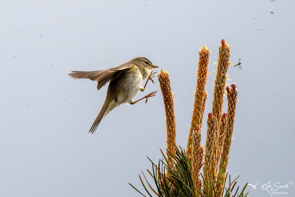 Willow warbler