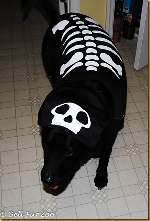 Matt Halloween 2