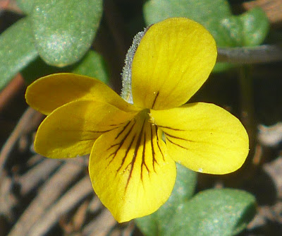 Yello, purple-veined flower of mountain violet (Viola purpurea), North Tahoe 