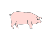 pig