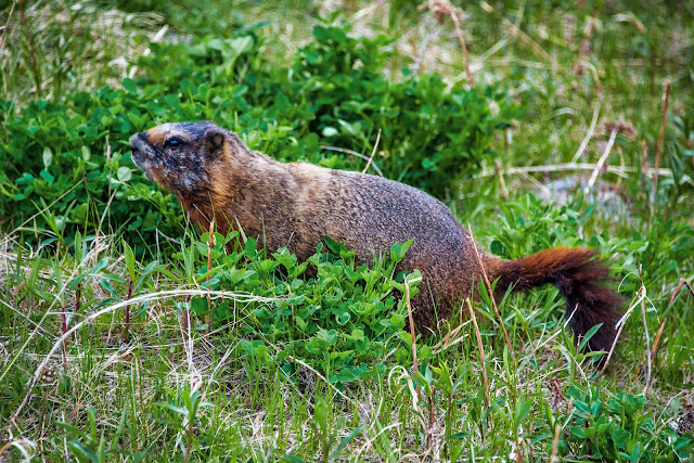 Yellow-Bellied Marmot at the National Museum of Wildlife Art in Jackson Wyoming Grand Tetons National Park