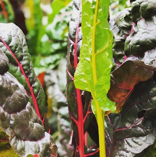 Swiss chard leaves