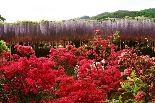 Flowering Waterfall Wisteria in Japan