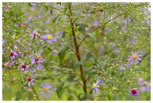 aster gawędka, Aster amellus