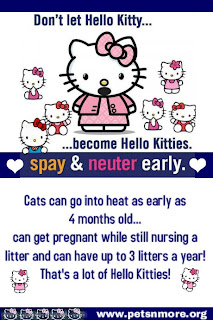 spay, neuter, cats, dogs, kitten, puppy, petsnmore.org, low cost to free spay neuter clinics