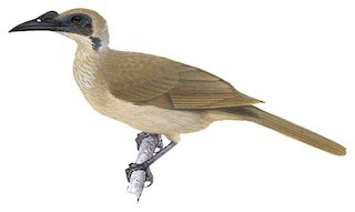 Timor birds