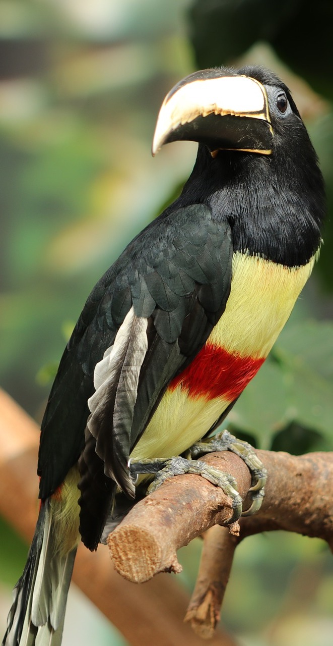 Picture of a black-necked aracari.