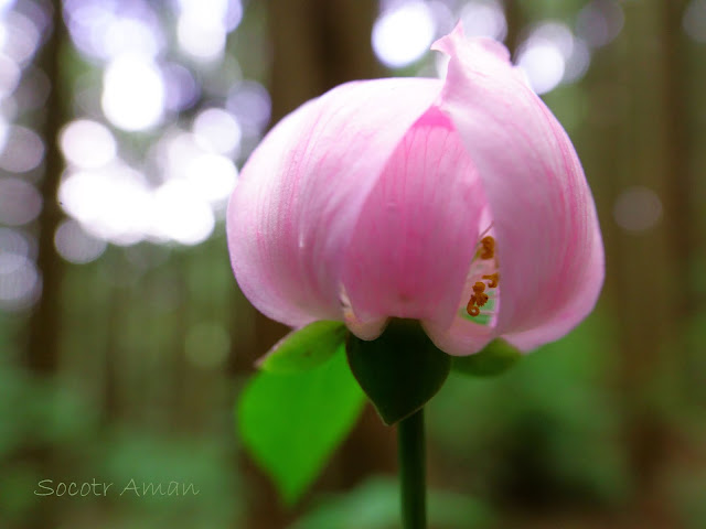 Paeonia obovata