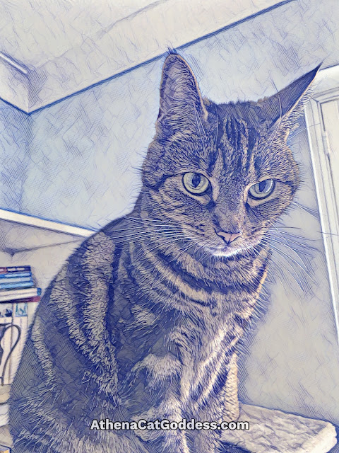 tabby cat with left ear turned towards window