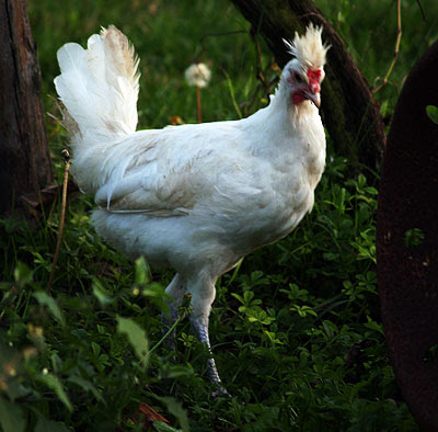 Giovane gallo di Polverara. Foto di Andrea Mangoni.