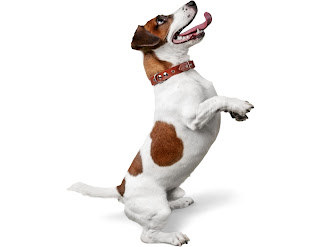 One of the reasons why Jack Russell Terriers can be stubborn is because they were originally bred as hunting dogs. They were trained to chase small animals like foxes and badgers, and they had to be determined and persistent in their pursuit. This instinct can make them independent and headstrong, which can be frustrating for their owners.