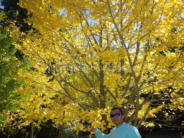 Wuling Farm maple autumn foliage