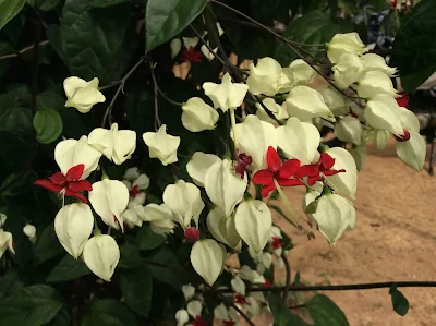 Familia Lamiaceae - Clerodendrum thomsoniae