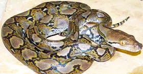 CARA MUDAH DAN AMAN MEMELIHARAH ULAR PYTHON RETIC  (Python Reticulatus)