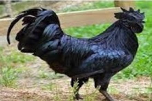 Beternak ayam cemani dan ayam broiller, Manfaat dan khasiat daging dan telur ayam cemani