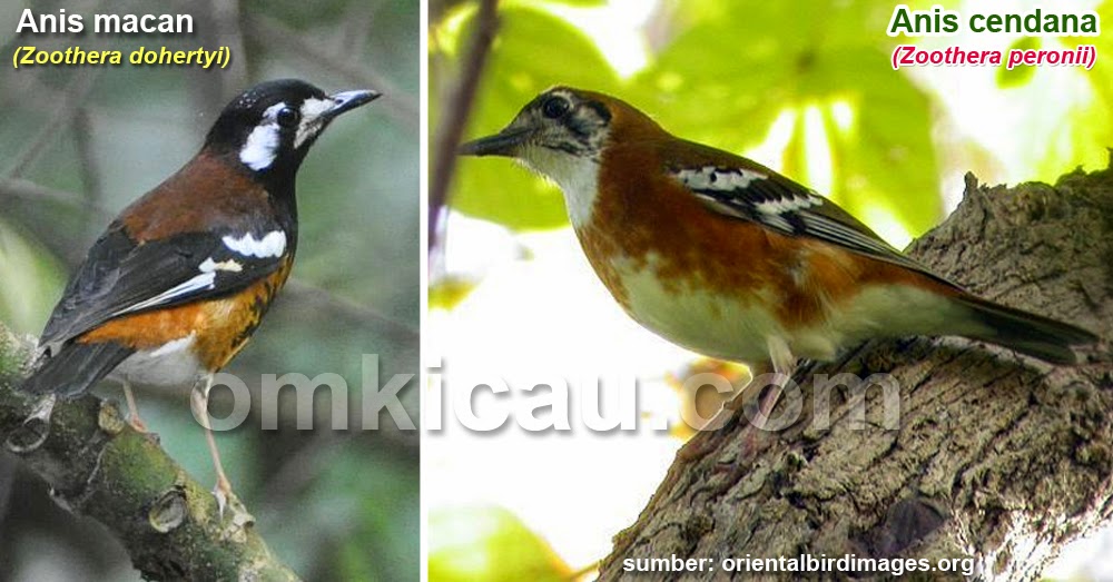 Tips Cara Merawat Burung Anis Cendana Suara Nyaring Gacor 