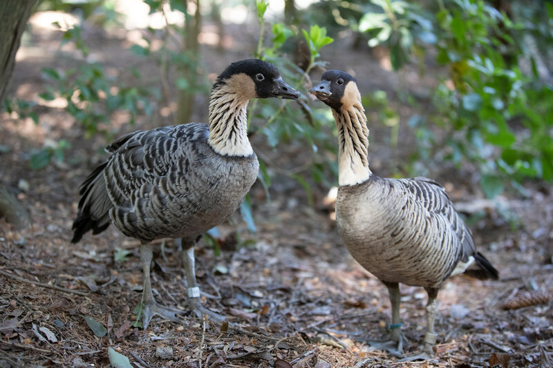 The world's rarest goose makes its zoo debut—meet the nene!