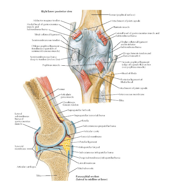 Knee: Posterior and Sagittal Views Anatomy