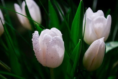 Gorgeous White Tulips by cool and beautiful wallpapers