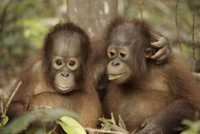 baby orangutan - orangutan bebé