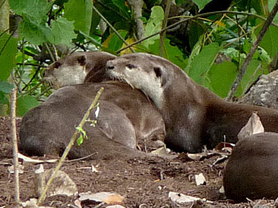 Smooth Otters (Lutrogale perspicillata)