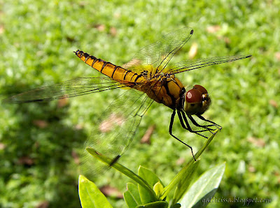 Elusive Adjutant - Adult female