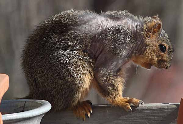 mangy fox squirrel